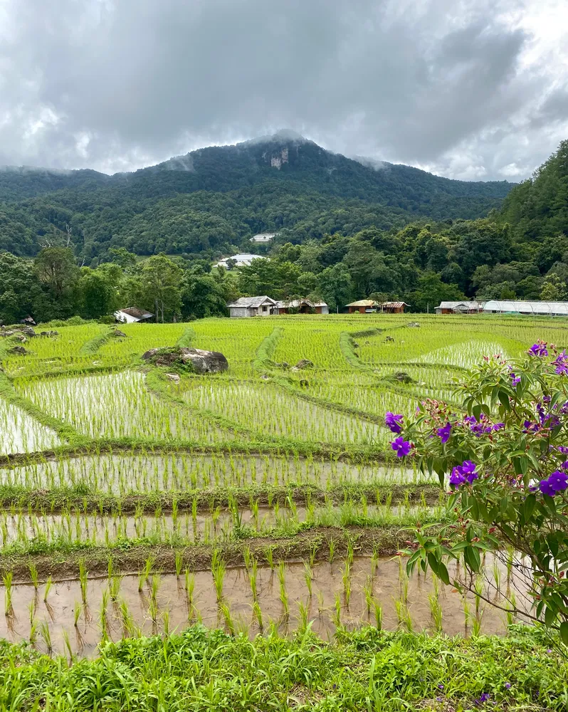 Misty mountain views at Doi Inthanon National Park
