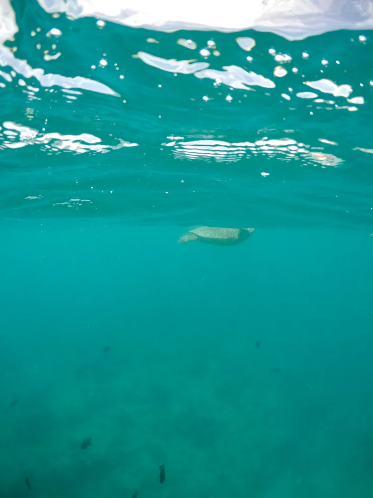 A Sea Turtle in Turtle Canyon